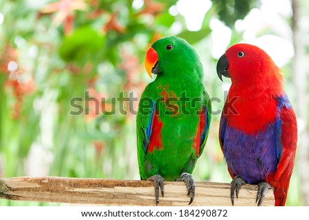 a pair green and red of Solomon Island Eclectus Parrots ( Eclectus roratus solomonensis)