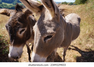 A pair of grey and brown donkeys, side by side on a farmland in Haut-Rouergue, in the South of France, on a hot summer day