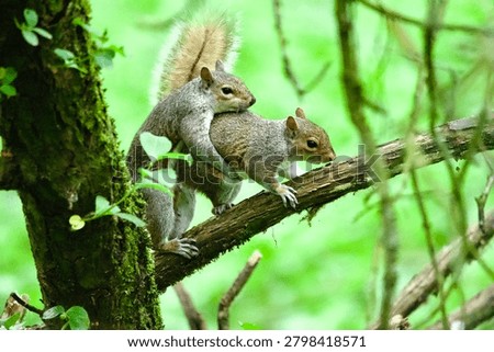 pair of grey squirrels together mating 