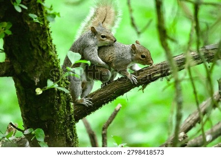 pair of grey squirrels together mating 