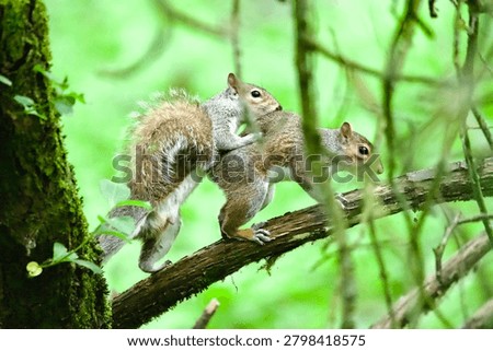 pair of grey squirrels together mating 