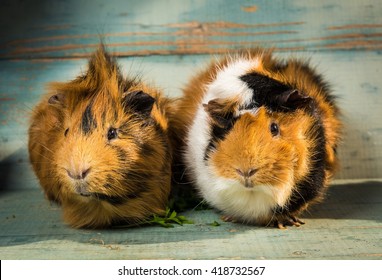 726 Pair guinea pigs Images, Stock Photos & Vectors | Shutterstock