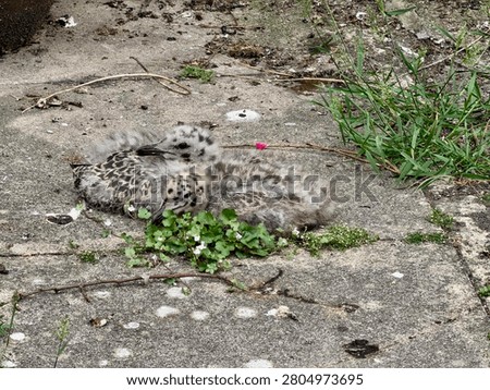A pair of Gull Chicks sitting on the ground. 