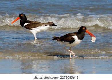 a pair of Haematopus palliatus: The American Oystercatcher catches oysters wading in the water near the shore, creating a beautiful landscape of wildlife and animals.