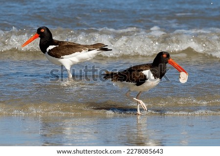 a pair of Haematopus palliatus: The American Oystercatcher catches oysters wading in the water near the shore, creating a beautiful landscape of wildlife and animals.