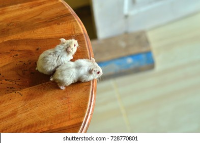 A pair of hamsters.