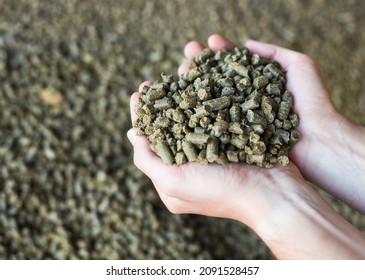 Pair Of Hands Holding Bunch Of Rapeseed Cake, Livestock Feed.