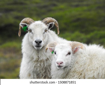 Pair of  Hardy Icelandic Sheep with Green ID Tags