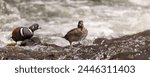 Pair of Harlequin Ducks in Yellowstone National Park in Springtime