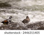 Pair of Harlequin Ducks in Yellowstone National Park in Springtime