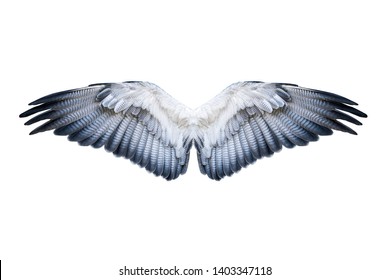 Pair Of Hawk Wings Isolated On White. Clipping Path Included.