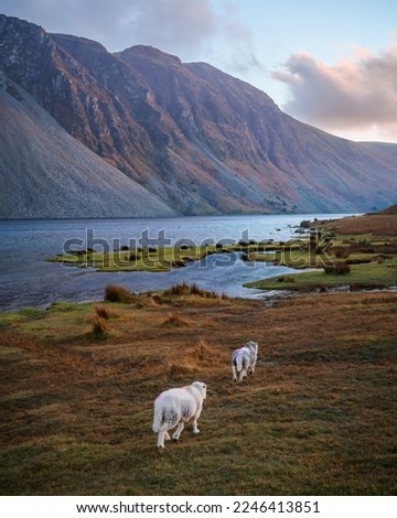Pair of Herdwick sheeps grazing by Wast Water at sunset, in Lake District National Park, England - lakeside at golden hour with the Wasdale Screes mountains in the background