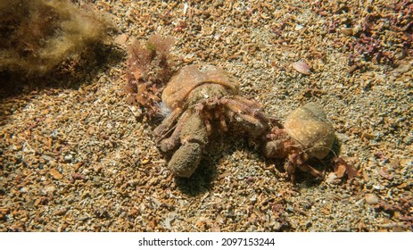 A Pair Of Hermit Crabs On A Mearl Bed