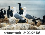 A pair of Herring-gull (Larus argentatus) dominates a mixed colony of marine birds as predators and food pirates