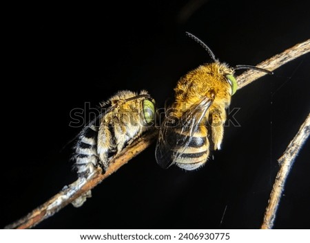 A pair of honey bees hugs a dry twig tightly at night.