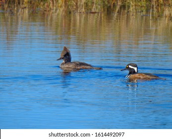 Pair of hooded merganser (Lophodytes cucullatus) on Merritt Island, Florida - Powered by Shutterstock