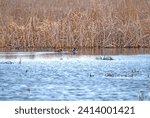 A Pair of Hooded Mergansers in a Pond in Horicon Marsh in Wisconsin