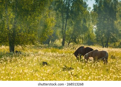 Pair of horses grazing on the lush green meadow