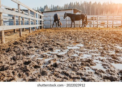 A pair of horses in a muddy arena - puddles in the footprints