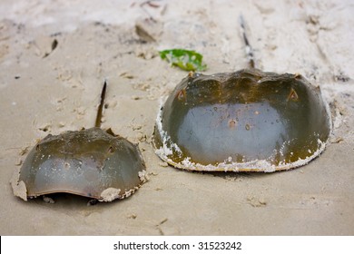 A pair of horseshoe crabs on the beach.