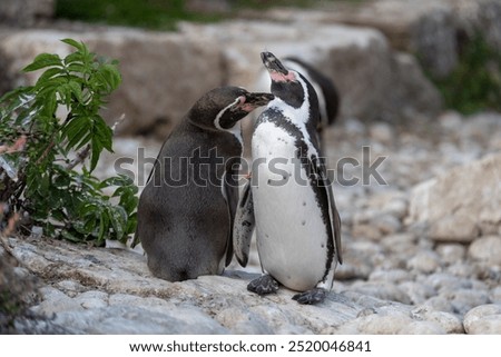 Pair of Humboldt penguins getting friendly.