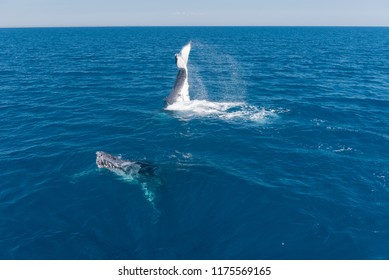 A Pair Of Humpback Whales, One At The Back Tail Slapping, The Other At The Surface Blowing. In Platypus Bay, Hervey Bay Marine Park, Queensland, Australia.