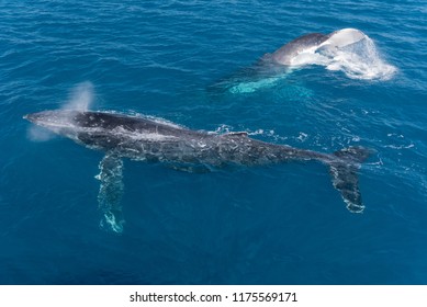 A Pair Of Humpback Whales, One At The Back Tail Slapping, The Other At The Surface Blowing. In Platypus Bay, Hervey Bay Marine Park, Queensland, Australia.