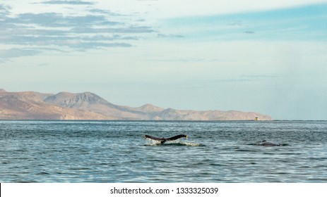 A Pair Of Humpback Whales Passing Along The Coastline Of La Paz, Baja California Sur, Mexico