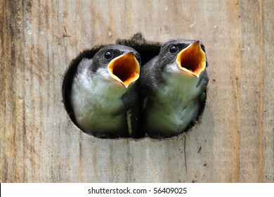 Pair of hungry Baby Tree Swallows (tachycineta bicolor) looking out of a bird house begging for food