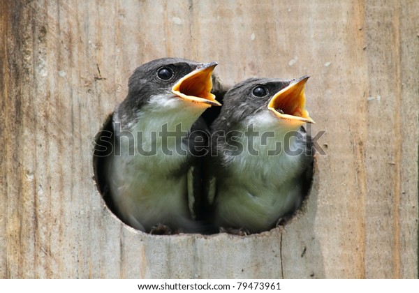 Pair of hungry Baby Tree
Swallows (tachycineta bicolor) looking out of a bird house begging
for food