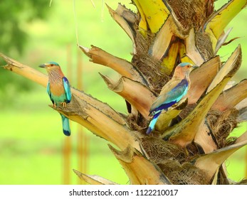 A Pair Of Indian Roller/blue Jay