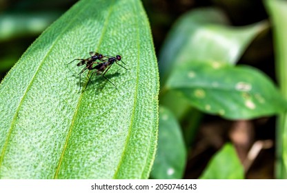 a pair of insects mating on a tree leaf, mating season, breeding season
