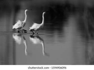 A pair of Intermediate Egrets moving in one direction at Asker Marsh, Bahrain 