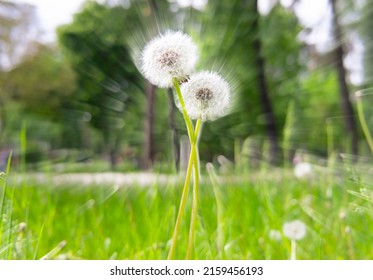 Pair Of Intertwined Dandelions With White Puffballs, Zoom Focus Effect.