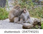 Pair of Japanese Macaque or snow monkey grooming each other at the steaming hot spring water at Yudanaka, Japan