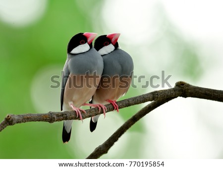Pair of Java Sparrow (Lonchura oryzivora) beautiful grey birds with pink legs and faces perching together on branch in sweet moments