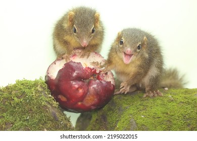 A Pair Of Javan Treeshrews Are Eating Pink Malay Apples. This Rodent Mammal Has The Scientific Name Tupaia Javanica.