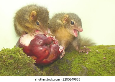 A Pair Of Javan Treeshrews Are Eating Pink Malay Apples. This Rodent Mammal Has The Scientific Name Tupaia Javanica.