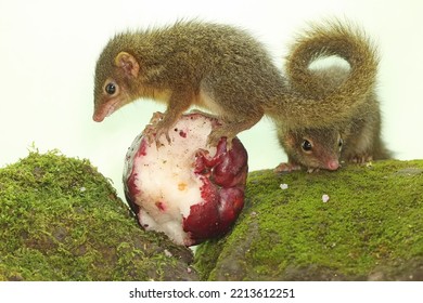 A Pair Of Javan Treeshrews Are Eating Pink Malay Apples. This Rodent Mammal Has The Scientific Name Tupaia Javanica.