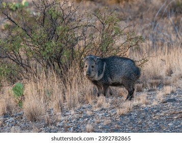 A pair of javelinas (Pecari tajacu) walk through the desert in Big Bend National Park, Texas