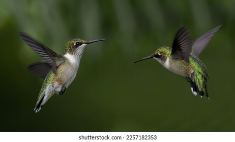 Un par de juveniles colibríes con rúpulos rotos