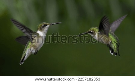 A Pair of Juvenile Ruby Throated Hummingbirds