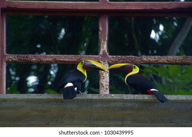 A pair of keel-billed toucan bird perch at the window of a house in Manuel Antonio, Costa Rica.