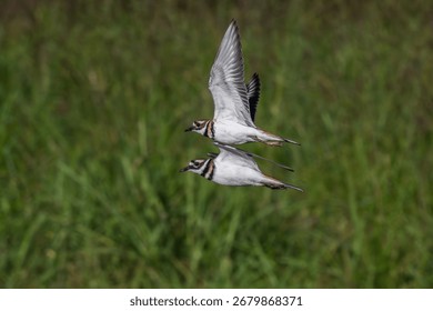 Pair of killdeer in synchronized flight.