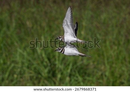 Pair of killdeer in synchronized flight.