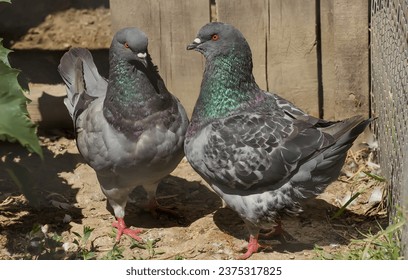 Pair of King Pigeons cooing near the fence close-up