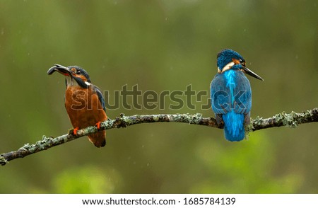 Similar – Kingfisher couple on a branch