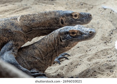 a pair of komodos mating process