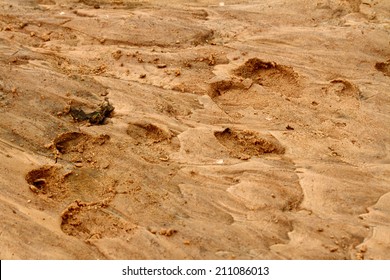 226 Hippo feet Stock Photos, Images & Photography | Shutterstock