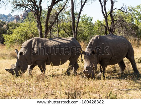Pair of large rhino or rhinoceros in Matobo National Park in Zimbabwe in Southern Africa